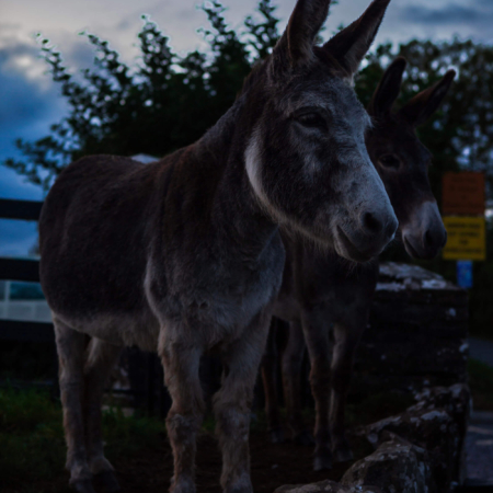 Donkey at the Hill of Tara
