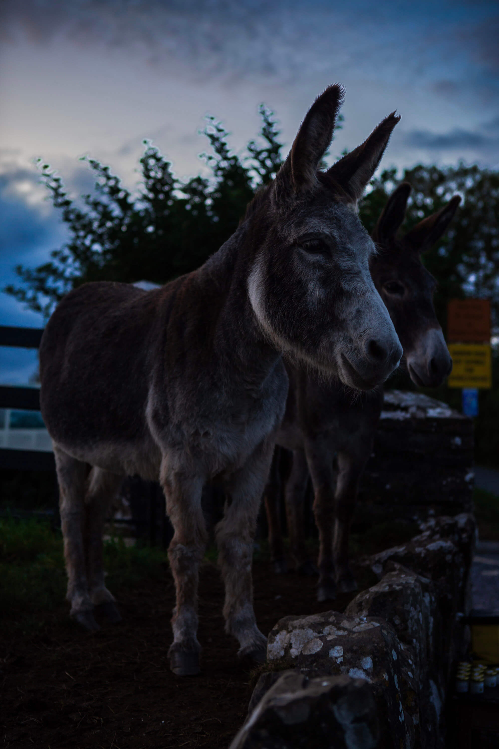 Donkey at the Hill of Tara